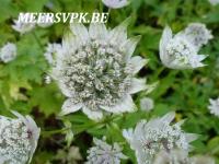 Astrantia major 'Snowstar'