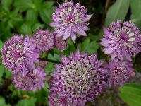 Astrantia major 'Star of Beauty'