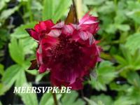 Astrantia major 'Star of Fire'