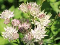 Astrantia major 'Star of Royals'