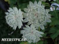 Astrantia major 'Superstar'