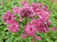 Astrantia major 'Washfield'