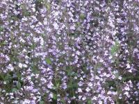 Calamintha nepeta 'Blue Cloud'