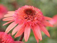 Echinacea 'Guava Ice'