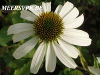 Echinacea purp. 'Alba'