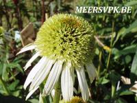 Echinacea purp. 'Coconut Lime'