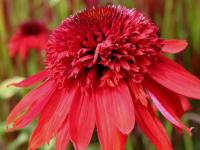 Echinacea purp. 'Eccentric'