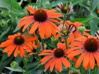 Echinacea purp. 'Julia'