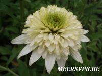 Echinacea purp. 'Meringue'