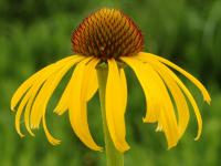 Echinacea paradoxa