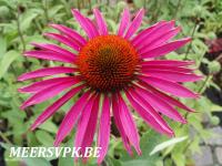 Echinacea purp. 'Pica Bella'