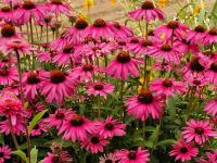 Echinacea purp. 'Purple Emperor'