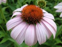 Echinacea purp. 'Rosita'