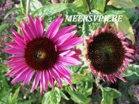 Echinacea purp. 'Ruby Giant'