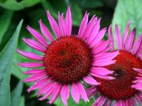 Echinacea purp. 'Ruby Glow'