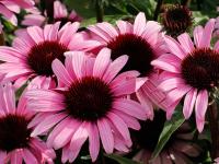 Echinacea purp. 'Satin Nights'