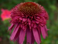 Echinacea purp. 'Secret Affair'