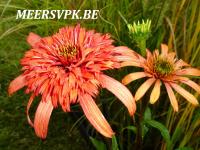 Echinacea purp. 'Secret Passion'