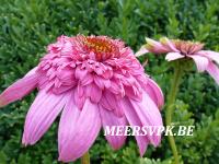 Echinacea purp. 'Secret Romance'