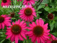 Echinacea purp. 'Sensation Pink'