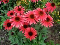 Echinacea purp. 'Solar Flare'