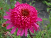 Echinacea purp. 'Southern Belle'