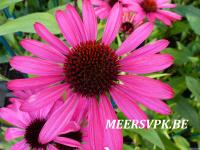 Echinacea purp. 'Summer Cloud'