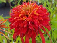 Echinacea purp. 'Summer Salsa'