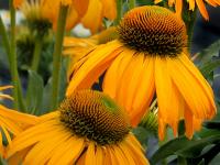 Echinacea purp. 'Sunbird'