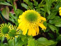 Echinacea 'Sunny Days Lemon'