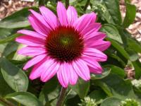 Echinacea purp. 'The King'