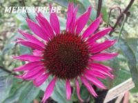 Echinacea purp. 'Vintage Wine'