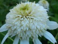 Echinacea purp. 'White Double Delight'