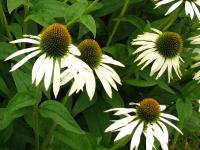 Echinacea purp. 'White Swan'