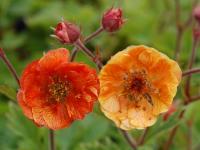 Geum 'Dark & Stormy'