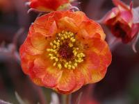 Geum 'Alabama Slammer'