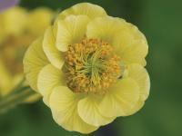 Geum 'Banana Daiquiri'