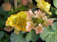 Geum 'Beech House Apricot'