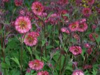 Geum 'Bell Bank'