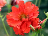 Geum 'Fire Opal'