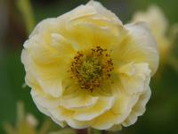 Geum 'Gimlet'