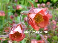 Geum rivale 'Leonard's Variety'