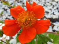 Geum 'Sea Breeze'