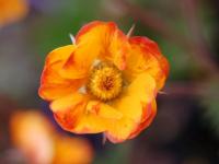 Geum 'Spanish Fly'