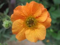 Geum 'Totally Tangerine'