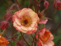 Geum 'Wet Kiss'