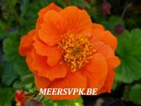 Geum cocc. 'Werner Arends'