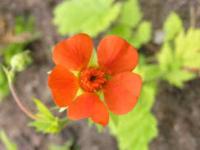 Geum cocc. 'Ann'