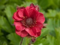 Geum rivale 'Flames of Passion'