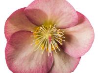 Helleborus 'Cheryl's Shine'